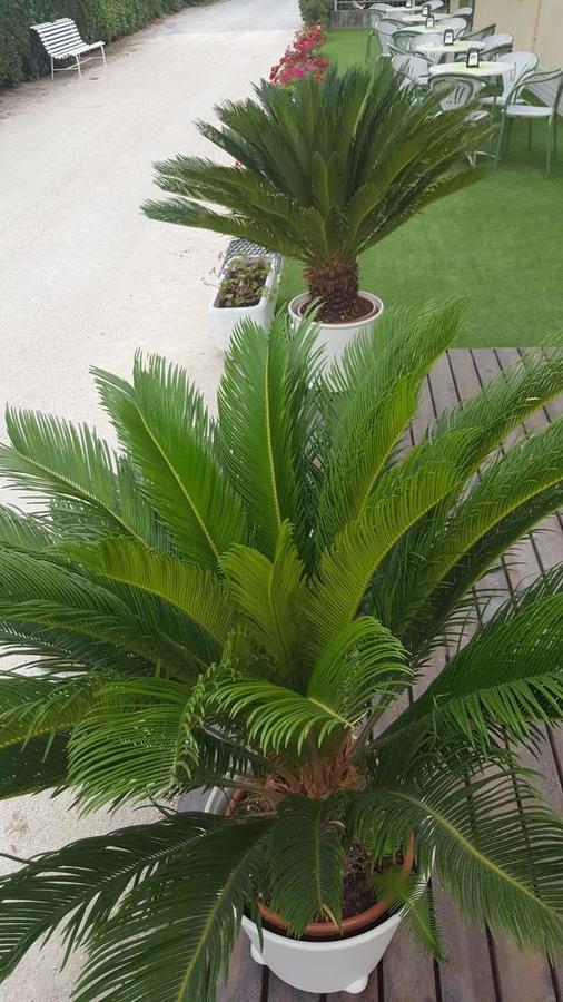 Hotel Villa Cesira Μπελάρια-Ιτζέα Μαρίνα Εξωτερικό φωτογραφία